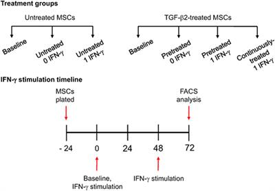 Transforming Growth Factor-β2 Downregulates Major Histocompatibility Complex (MHC) I and MHC II Surface Expression on Equine Bone Marrow-Derived Mesenchymal Stem Cells Without Altering Other Phenotypic Cell Surface Markers